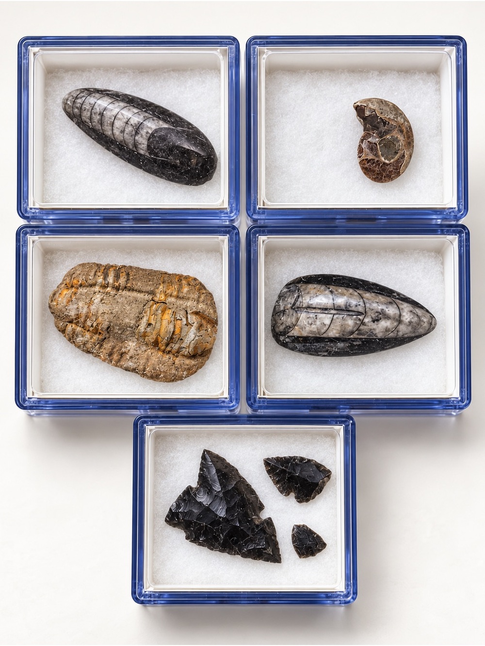 National Geographic Fossil & Obsidian Specimen Collection – 5 Display Cases